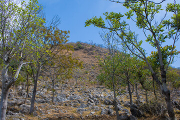Fototapeta na wymiar rock trail mountain and green trees on sunny day