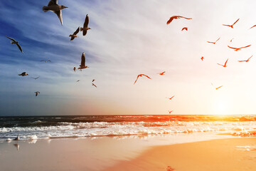 View of the sea coast with seagulls at sunset.