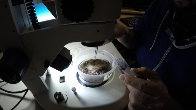 Biologist examining insect samples at night