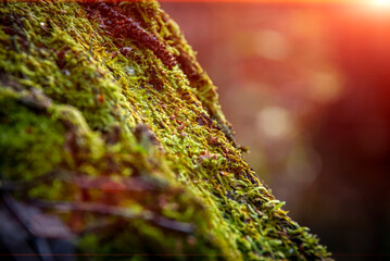 moss on a tree in a summer forest