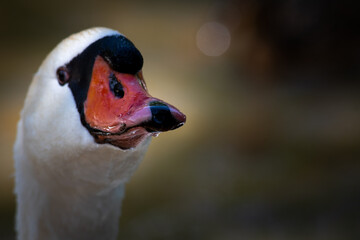 Schwan