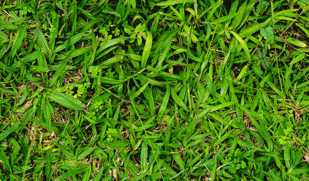 Plano de fundo de grama alta verde vista por cima em tamanho de tela cheia. Textura de grama em fotografia abstrata. Grama alta que está precisando ser cortada.