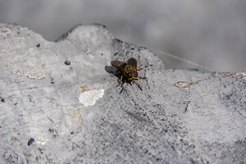 Closeup of a fly on a rock.