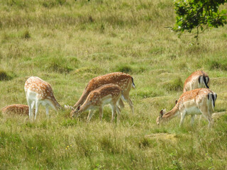A group of deer on a grassy clearing