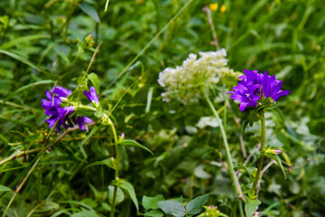 Various flowers and blossoms on a meadow.