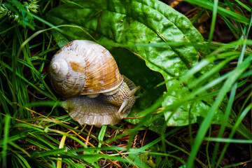 Closeup of an Apple Snail in between green grass and leaves.
