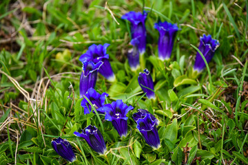 Blue gentian blossoms on a green meadow.