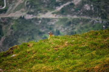 Marmot looking around on the top of a grazed hill in front of a blurred green mountainside