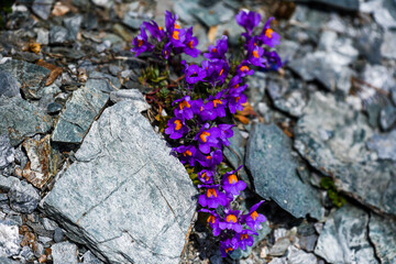Purple flowers on a rocky mountainside.