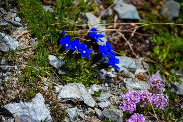Blue gentian blossoms between rocks.