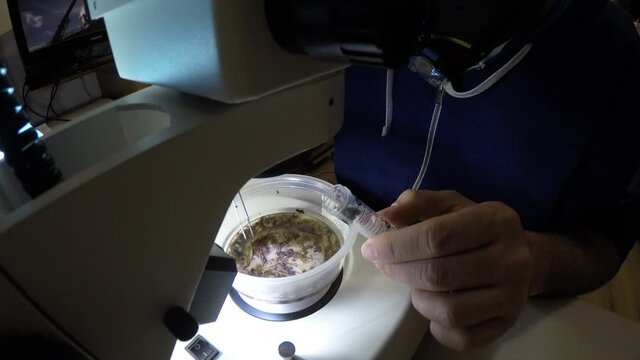 Biologist examining insect samples at night