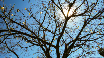 tree branches against blue sky