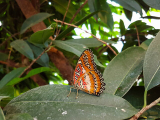 Obraz na płótnie Canvas Orange Butterfly - Cethosia biblis