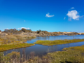 Calm scenic pond and grazed island in front of dry sandy dunes