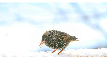 Starling (Sturnus vulgaris) visiting Helgeland