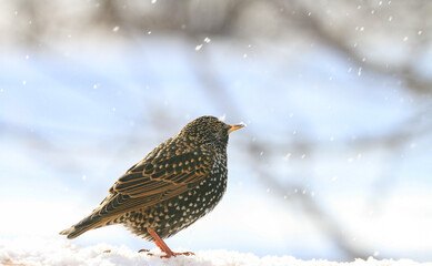 Starling (Sturnus vulgaris) visiting Helgeland