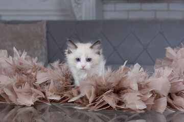 A Ragdoll kitten looks into the frame