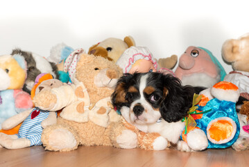 Cavalierking puppy charles spaniel