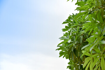 Naklejka premium Alstonia scholaris leaf with bright sky