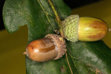 Eiche, Eichel, Eichenfrucht, Wildnahrung, Schmalkalden, Thueringen, Deutschland, Europa --
Oak, acorn, oak fruit, wild food, Schmalkalden, Thuringia, Germany, Europe - 