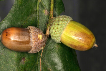 Eiche, Eichel, Eichenfrucht, Wildnahrung, Schmalkalden, Thueringen, Deutschland, Europa --
Oak, acorn, oak fruit, wild food, Schmalkalden, Thuringia, Germany, Europe - 