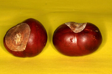 Rosskastanie, Kastanie, Schmalkalden, Thueringen, Deutschland, Europa   --  
Horse chestnut, Chestnut, Schmalkalden, Thuringia, Germany, Europe