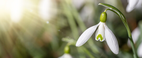 close up of snowdrop flowers under sunlight - spring time flowers	