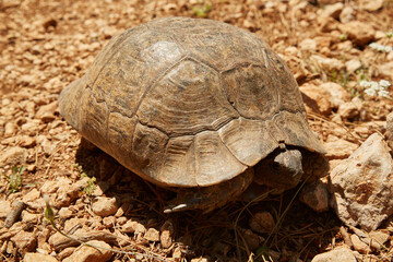 A turtle pulls its head in a little.