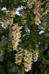 acacia tree blossom at dusk