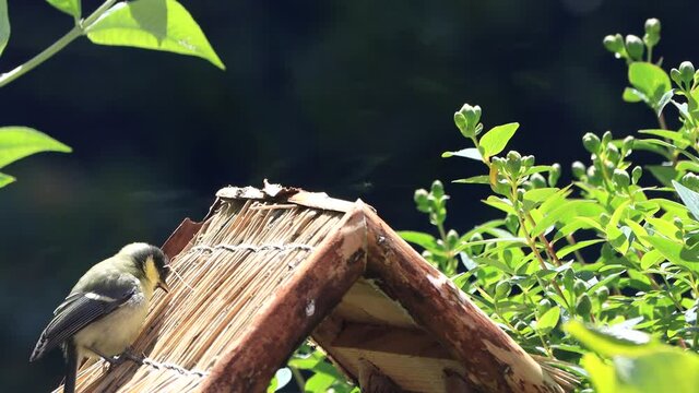 great tit parus major on roof, bird house
