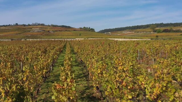 Vignoble de Bourgogne en automne
