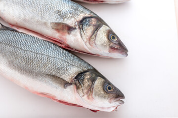 Sea bass with white background