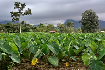 Fototapeta na wymiar Campos de cultivo alrededor de la ciudad de La Fortuna, a los pies del volcán Arenal, en el norte de Costa Rica