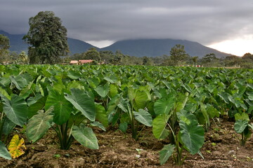 Campos de cultivo alrededor de la ciudad de La Fortuna, a los pies del volcán Arenal, en el norte...
