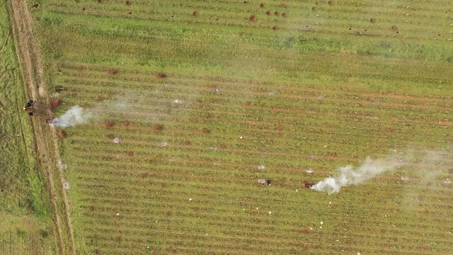 Brulage des sarments en Bourgogne