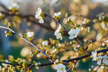 cherry blossom, spring orchard