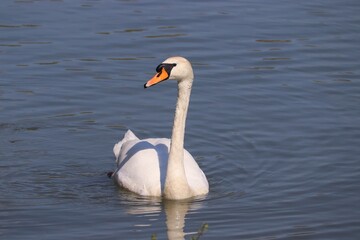 A swan from the profile swimming in the lake 
