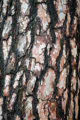 Baumrinde,rinde,barke,baum,furchen