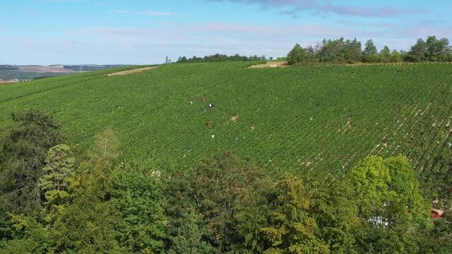 Vendange dans le vignoble de Bourgogne
