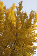 View of a majestic southern California gingko tree in full autumn color