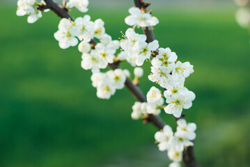 cherry blossom, spring orchard