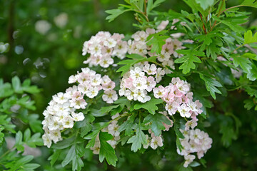 Flowering hawthorn is single-penned (Crataegus monogyna Jacq.). Blossoming