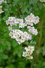 Flowering hawthorn is single-penned (Crataegus monogyna Jacq.). White inflorescences