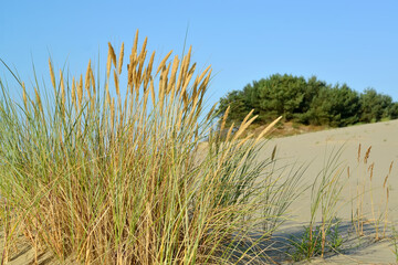 Summer landscape of the Curonian Spit with sand-loving herbs