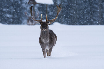 Fallow deer, Dama dama, in winter landscape