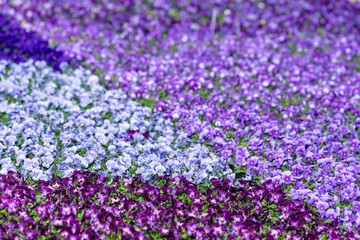 Beautiful spring flowers in greenhouse, pansies flowers