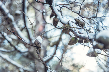 snow covered branches