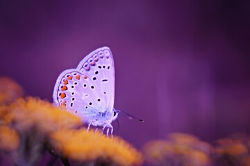 butterfly on a flower