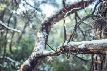 snow covered branches