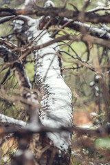 snow covered branches